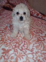 Toy Poodle Puppies for sale in Tulsa, OK, USA. price: NA