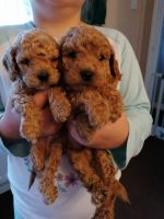 Toy Poodle Puppies for sale in Cornelia St, New York, NY 10014, USA. price: NA