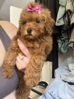 Toy Poodle Puppies for sale in Newark, DE, USA. price: NA
