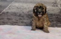 Toy Poodle Puppies for sale in The Bronx, NY 10453, USA. price: NA