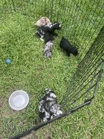 Toy Poodle Puppies for sale in Ocala, FL, USA. price: NA