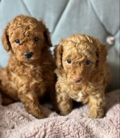Toy Poodle Puppies for sale in Los Angeles, CA, USA. price: $800
