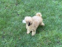 Toy Poodle Puppies for sale in New York, NY, USA. price: $1,500