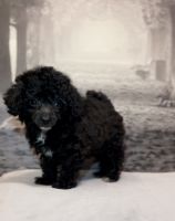 Toy Poodle Puppies for sale in New York, NY, USA. price: $1,500