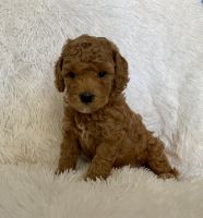 Toy Poodle Puppies for sale in La Habra, CA 90631, USA. price: $1,499