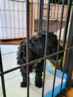 Toy Poodle Puppies for sale in Kalamazoo, MI, USA. price: $1,000