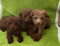Toy Poodle Puppies for sale in Downey, CA, USA. price: $1,600