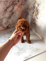 Toy Poodle Puppies for sale in Los Angeles, CA, USA. price: $850
