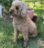 Toy Poodle Puppies for sale in Jennings, OK 74038, USA. price: $1,500