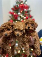 Toy Poodle Puppies for sale in Rosemead, CA 91770, USA. price: $1,850