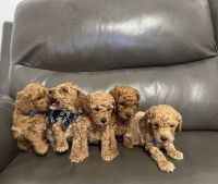 Toy Poodle Puppies for sale in Miami, Florida. price: $1,000