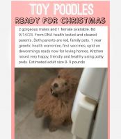 Toy Poodle Puppies for sale in East Pittsburgh, Pennsylvania. price: $1,200