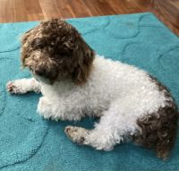 Toy Poodle Puppies for sale in Cub Run, Kentucky. price: $250