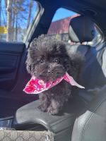 Toy Poodle Puppies for sale in Atlanta, Georgia. price: $2,500
