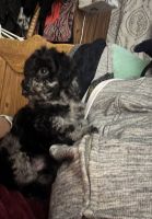 Toy Poodle Puppies for sale in Grand Haven, MI, USA. price: $1,000