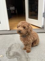 Toy Poodle Puppies for sale in San Francisco, California. price: $500