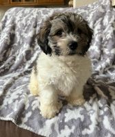 Toy Poodle Puppies for sale in Fremont, California. price: $600