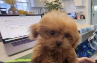 Toy Poodle Puppies for sale in Los Angeles, California. price: $3,800