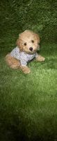 Toy Poodle Puppies for sale in Marietta, Georgia. price: $1,200