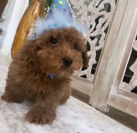 Toy Poodle Puppies for sale in Altamonte Springs, Florida. price: $1,200