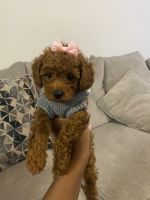 Toy Poodle Puppies for sale in Atlanta, GA, USA. price: $2,250