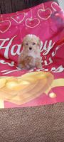 Toy Poodle Puppies for sale in Vandalia, IL 62471, USA. price: $1,000
