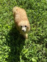 Toy Poodle Puppies for sale in New York, NY, USA. price: $900