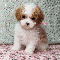 Toy Poodle Puppies for sale in Selma, Alabama. price: $1,500