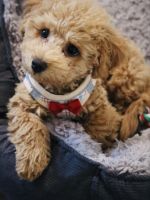 Toy Poodle Puppies for sale in San Diego, CA, USA. price: $1,500