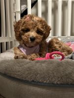 Toy Poodle Puppies for sale in Siler City, North Carolina. price: $950