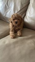 Toy Poodle Puppies for sale in Ft. Lauderdale, Florida. price: $3,000