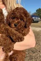 Toy Poodle Puppies for sale in Charlotte, NC, USA. price: $519