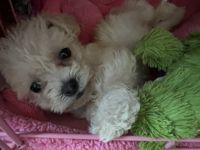 Toy Poodle Puppies for sale in Long Beach, California. price: $500
