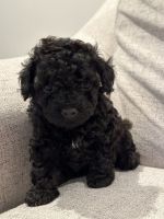 Toy Poodle Puppies for sale in Queens, New York. price: $2,300