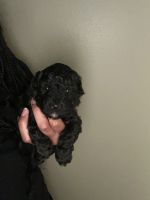 Toy Poodle Puppies for sale in Crestview, FL, USA. price: $700