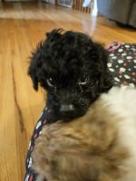 Toy Poodle Puppies for sale in Kalamazoo, MI, USA. price: $1,500