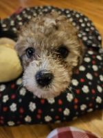Toy Poodle Puppies for sale in Kalamazoo, MI, USA. price: $3,000
