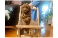 Toy Poodle Puppies for sale in Richmond, Virginia. price: $900