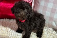 Toy Poodle Puppies for sale in Lancaster, Pennsylvania. price: $900