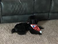 Toy Poodle Puppies for sale in McDonough, Georgia. price: $900