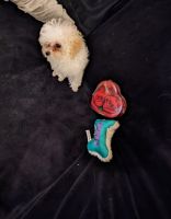 Toy Poodle Puppies for sale in Dorr, Michigan. price: $1,800