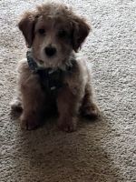 Toy Poodle Puppies for sale in Little Rock, Arkansas. price: $800