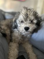 Toy Poodle Puppies for sale in Grand Prairie, Texas. price: $450