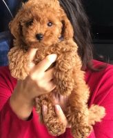 Toy Poodle Puppies for sale in Los Angeles, California. price: $100