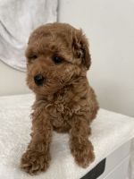 Toy Poodle Puppies for sale in Norwich, Connecticut. price: $1,700