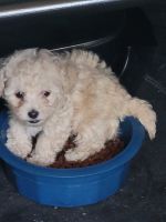 Toy Poodle Puppies for sale in Sulphur Springs, Texas. price: $2,500