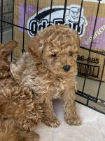 Toy Poodle Puppies for sale in New Castle, Indiana. price: $900