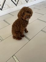 Toy Poodle Puppies for sale in Brooklyn, New York. price: $1,800