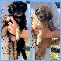 Toy Poodle Puppies for sale in Fort Smith, Arkansas. price: $300