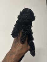 Toy Poodle Puppies for sale in Riverview, Florida. price: $2,000